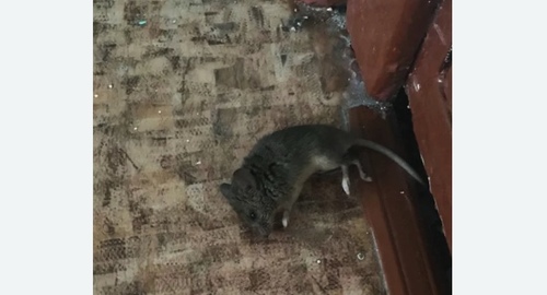 Дезинфекция от мышей в Йошкар-Оле